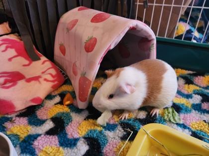 Huckleberry, Adoptable, Young Male Guinea Pig.
