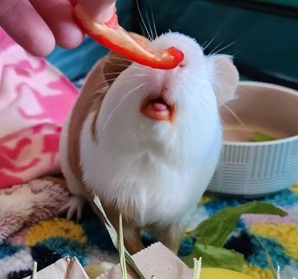 Enlarge Huckleberry, a Adoptable Guinea Pig in Lowell, MA image 2/3