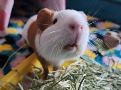 Enlarge Huckleberry, a Adoptable Guinea Pig in Lowell, MA image 3/3