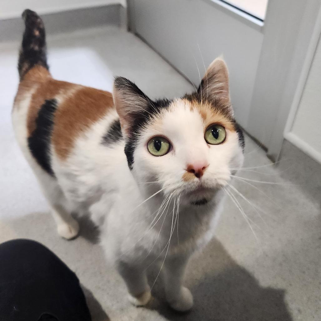 Enlarge Gidget, a Adoptable Domestic Short Hair in Murray, UT image 2/3