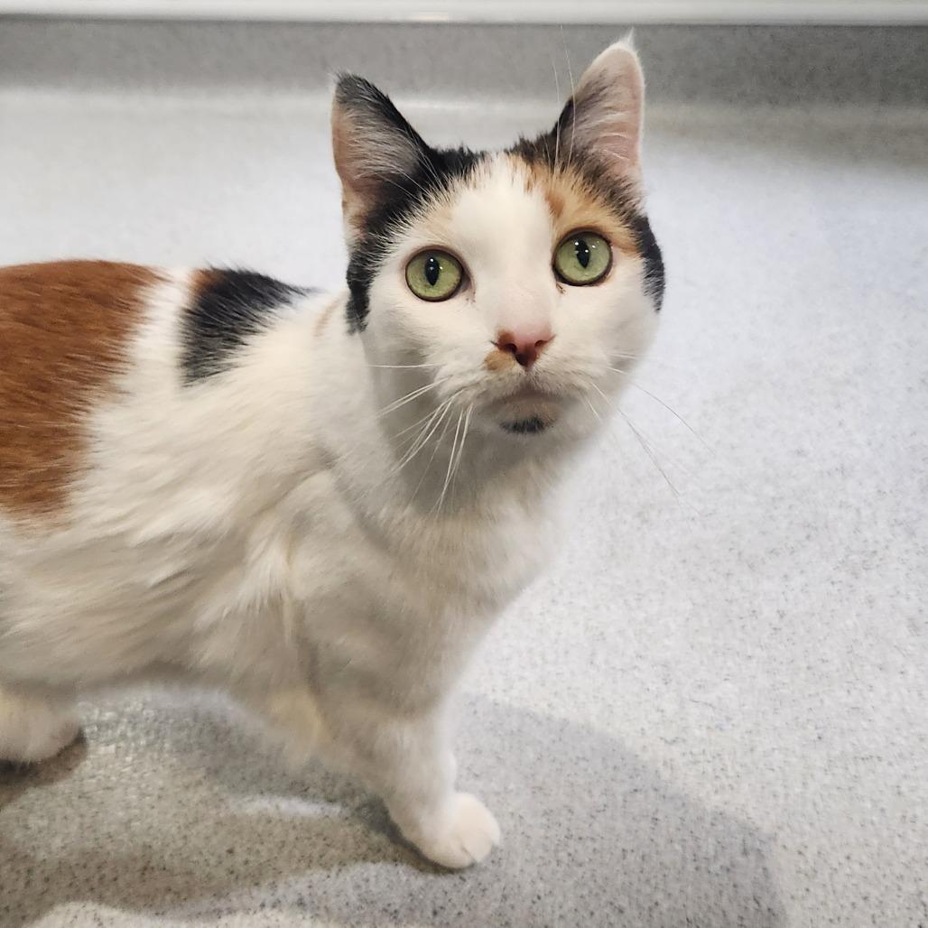 Enlarge Gidget, a Adoptable Domestic Short Hair in Murray, UT image 3/3