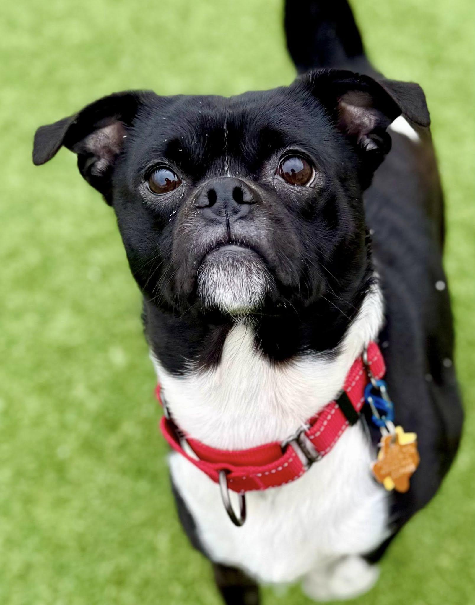 Jack (Flapjack), adoptable, Young Male Puggle.