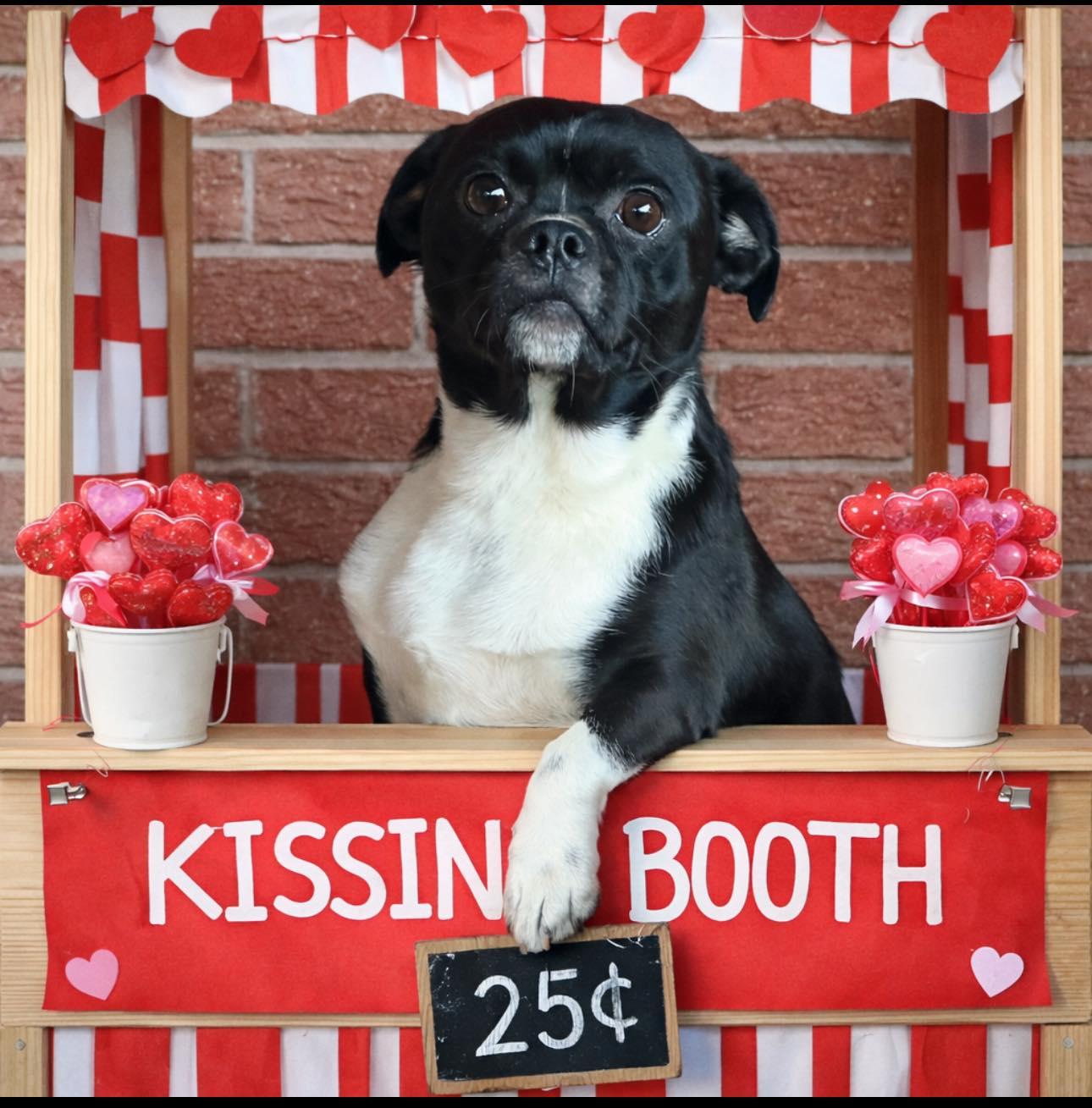 Jack (Flapjack), a ADOPTABLE mixed breed in Brookfield, WI image 3/5