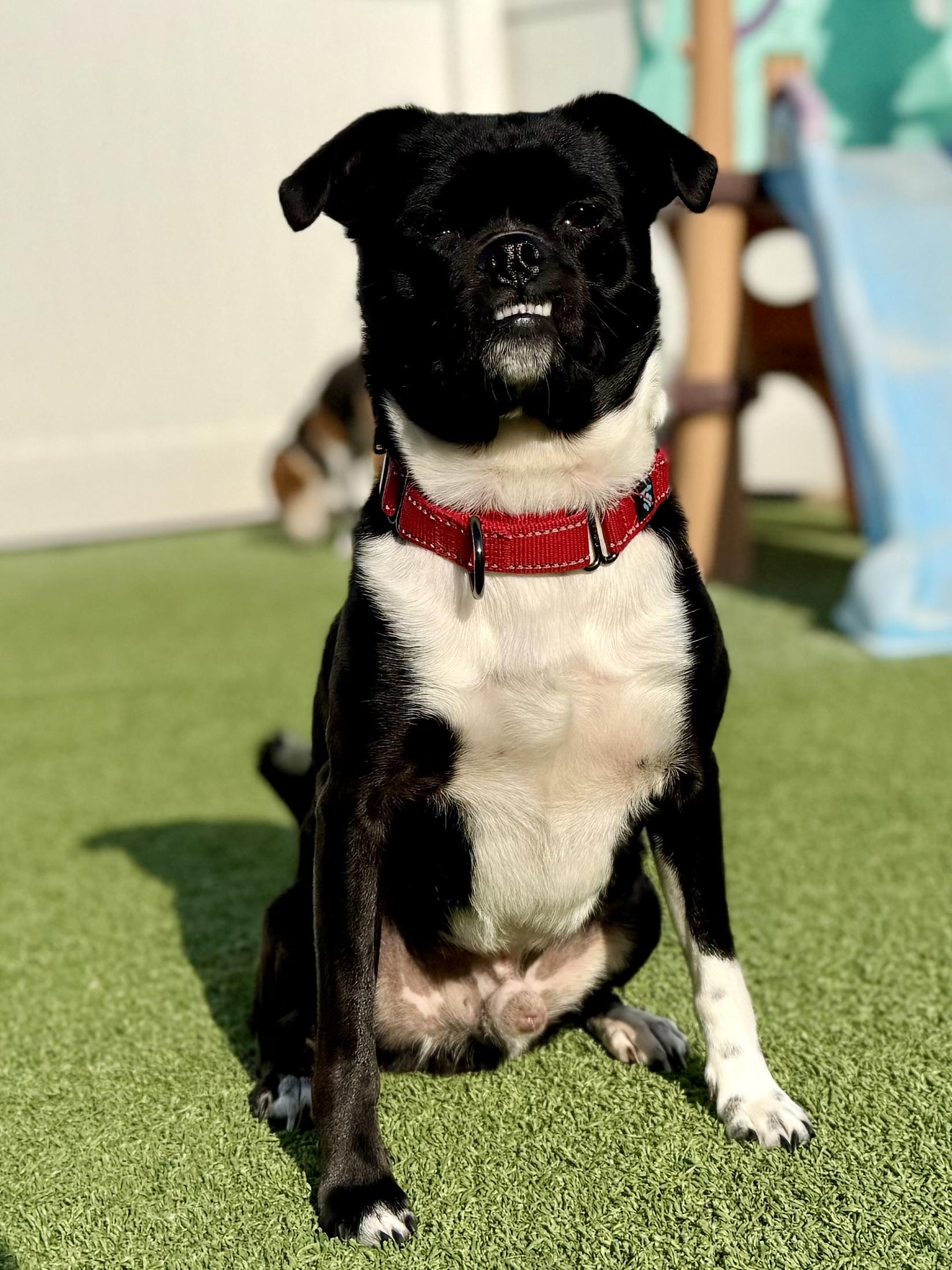 Jack (Flapjack), an adoptable mixed breed in Brookfield, WI image 2/5