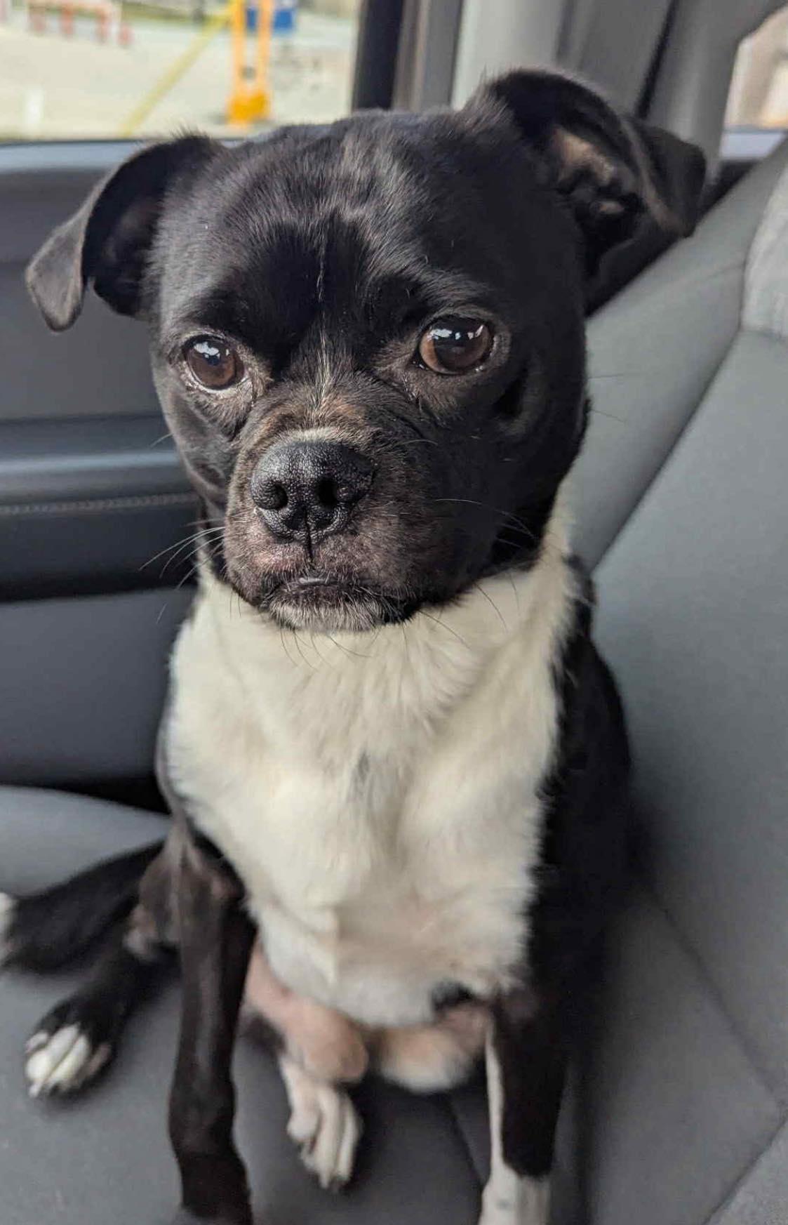 Jack (Flapjack), a ADOPTABLE mixed breed in Brookfield, WI image 4/5