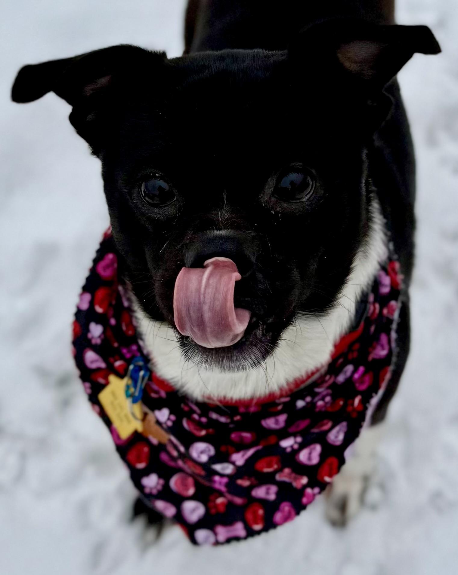 Enlarge Jack (Flapjack), an adoptable mixed breed in Brookfield, WI image 2/5