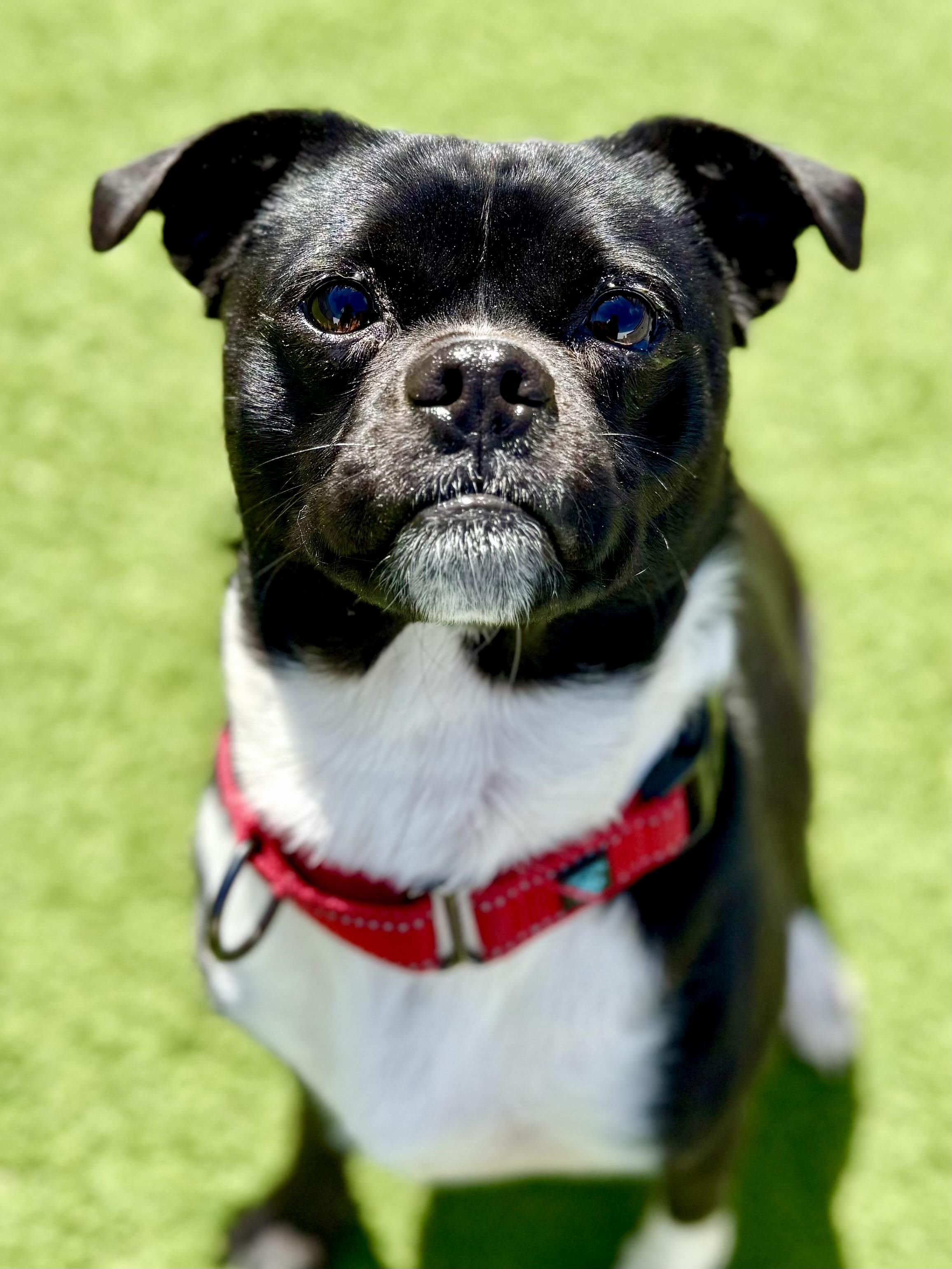 Jack (Flapjack), an adoptable mixed breed in Brookfield, WI image 4/5