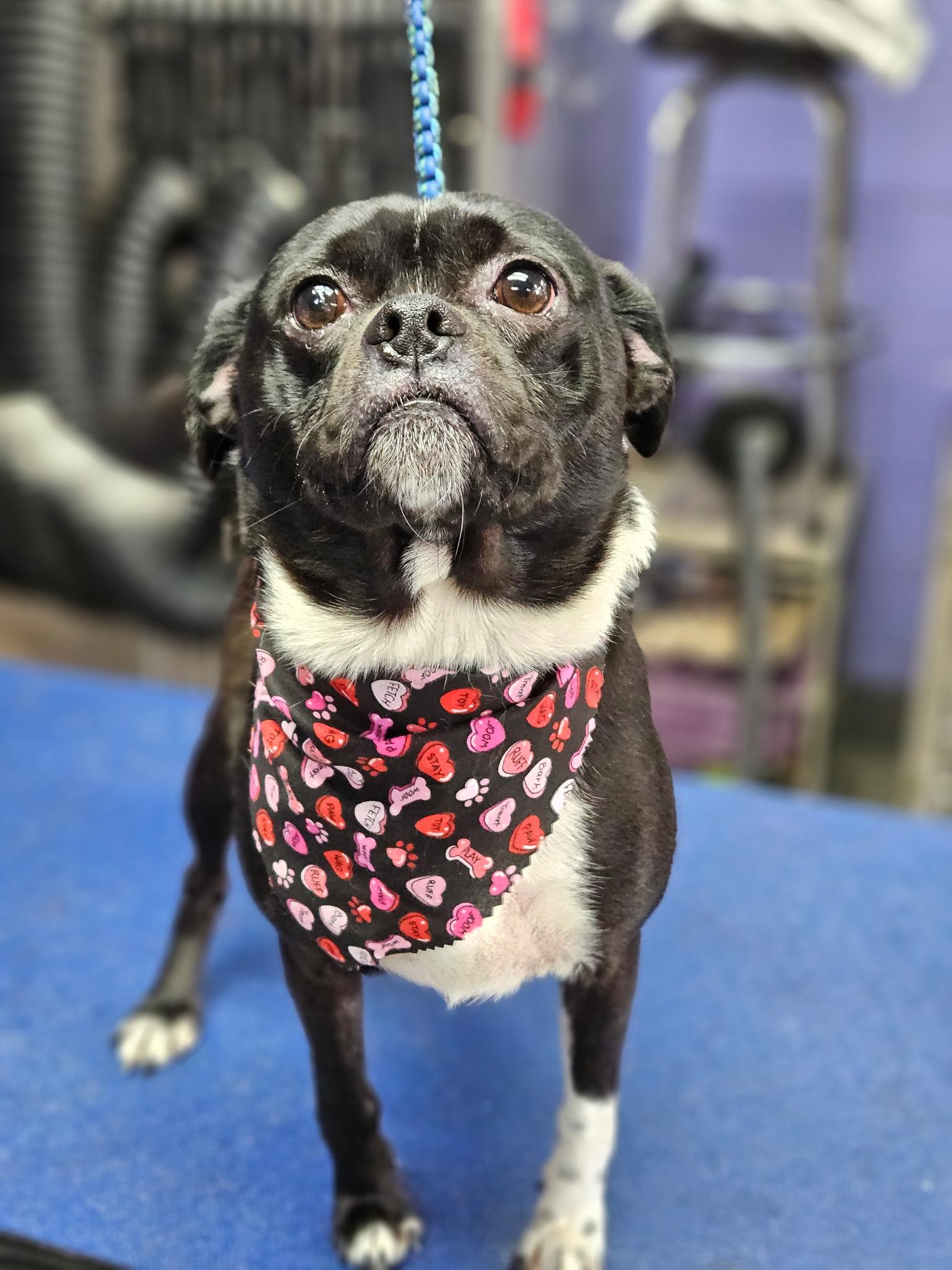 Enlarge Jack (Flapjack), an adoptable mixed breed in Brookfield, WI image 3/5