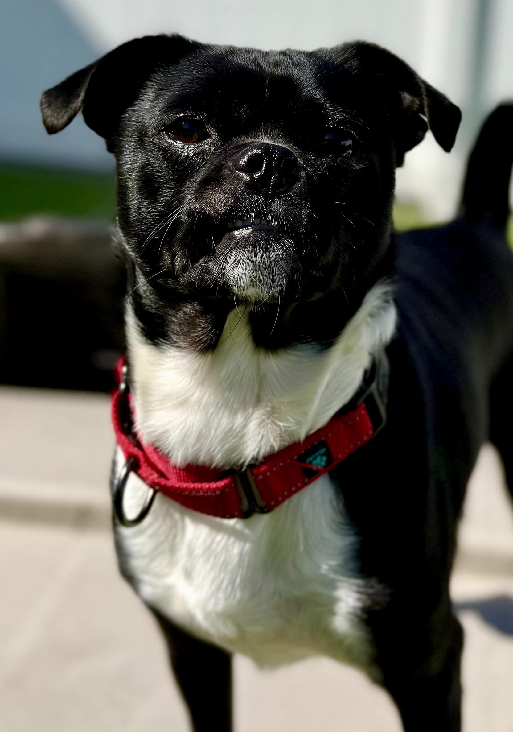 Jack (Flapjack), an adoptable mixed breed in Brookfield, WI image 5/5