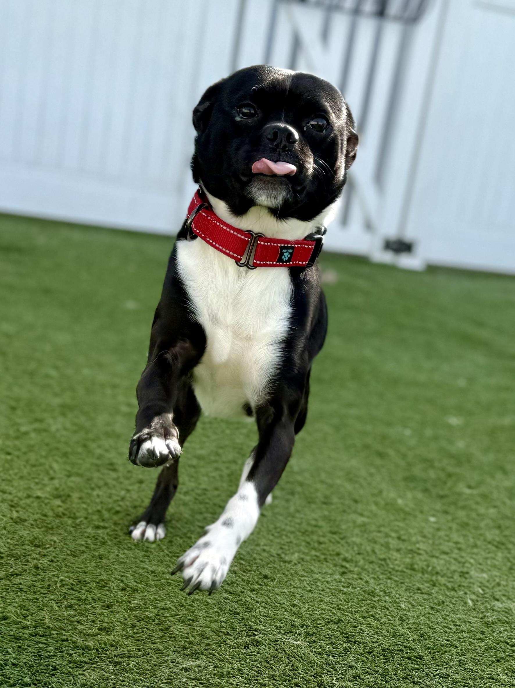 Jack (Flapjack), an adoptable mixed breed in Brookfield, WI image 1/5