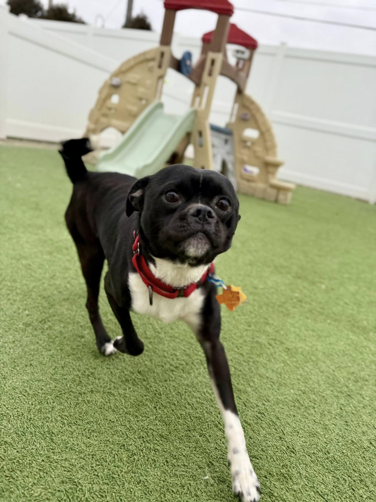 Enlarge Jack (Flapjack), an adoptable mixed breed in Brookfield, WI image 5/5