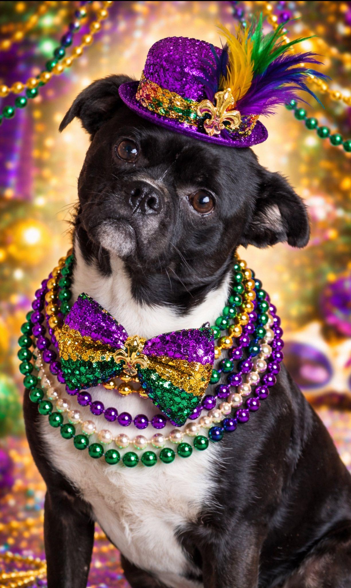 Jack (Flapjack), a ADOPTABLE mixed breed in Brookfield, WI image 2/5