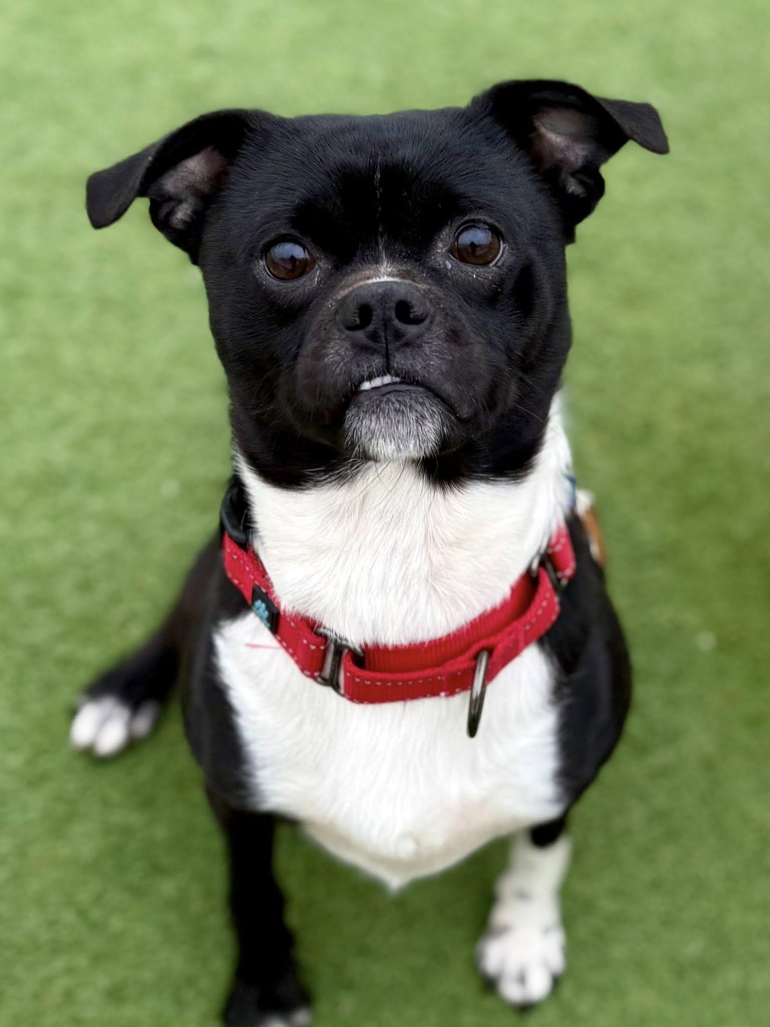 Enlarge Jack (Flapjack), an adoptable mixed breed in Brookfield, WI image 4/5