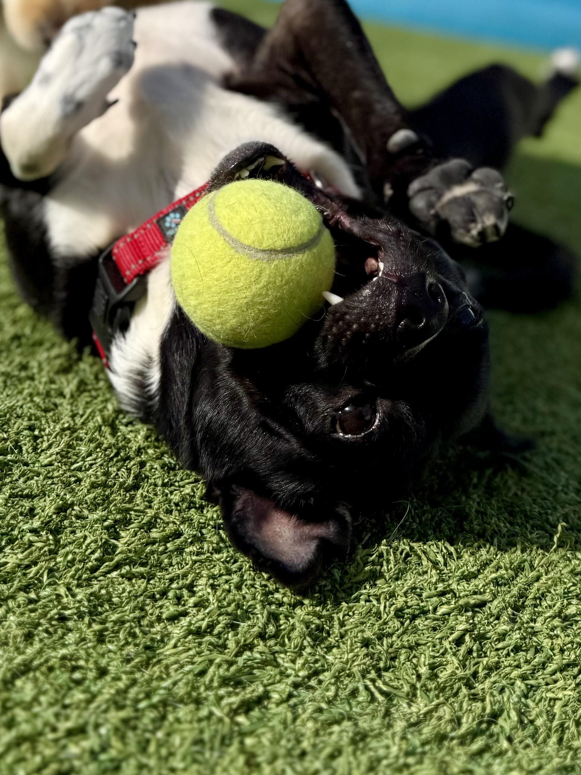 Jack (Flapjack), an adoptable mixed breed in Brookfield, WI image 3/5