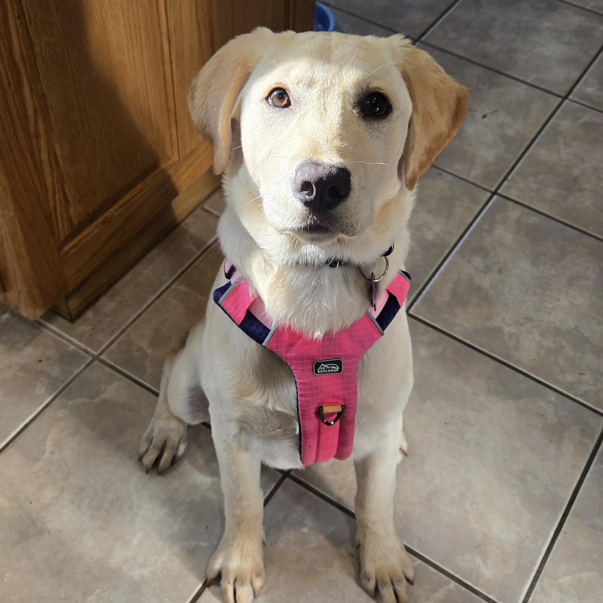 Sunflower (AKA Sunny), an adopted mixed breed in Springfield, MO image 5/6