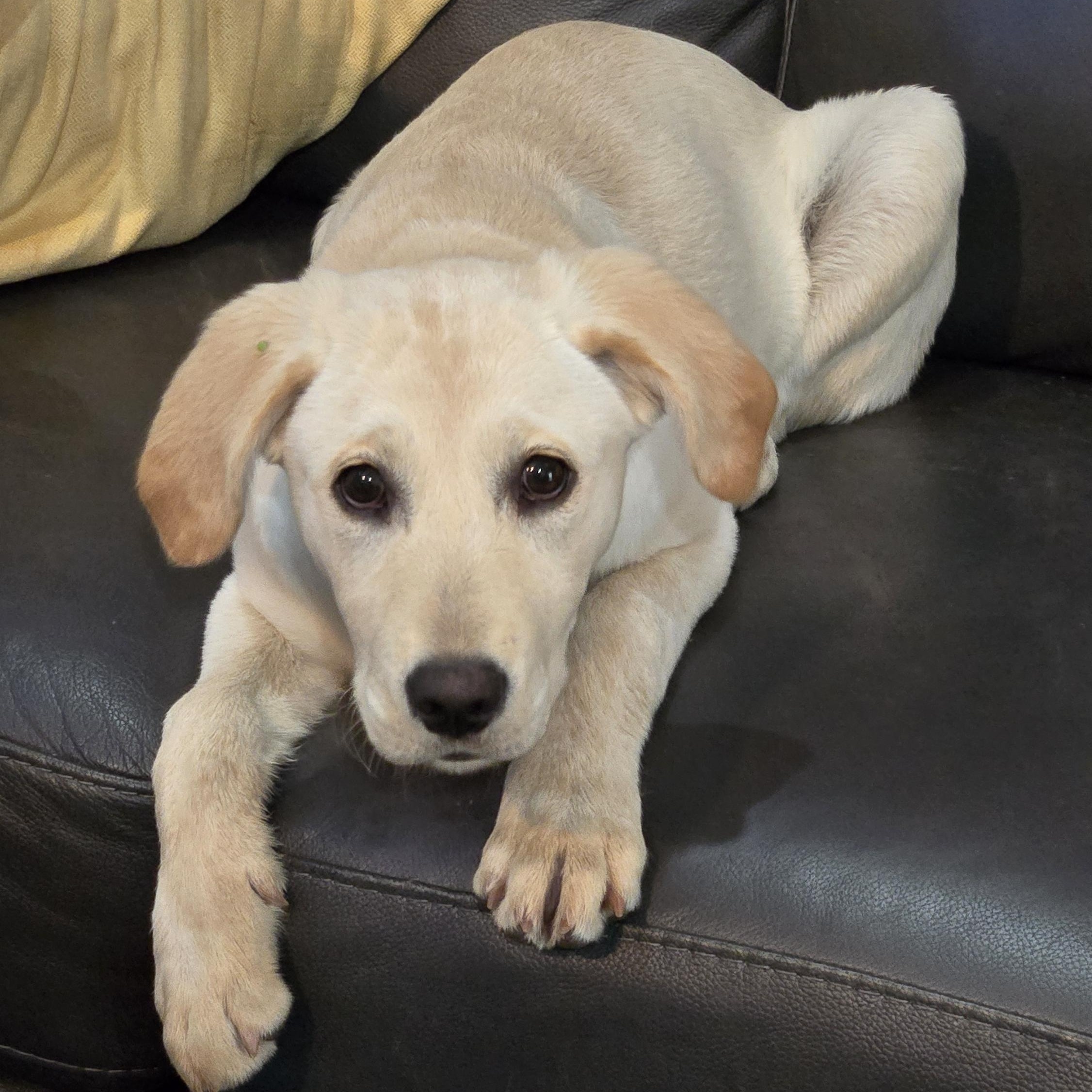 Sunflower (AKA Sunny), an adopted mixed breed in Springfield, MO image 2/6