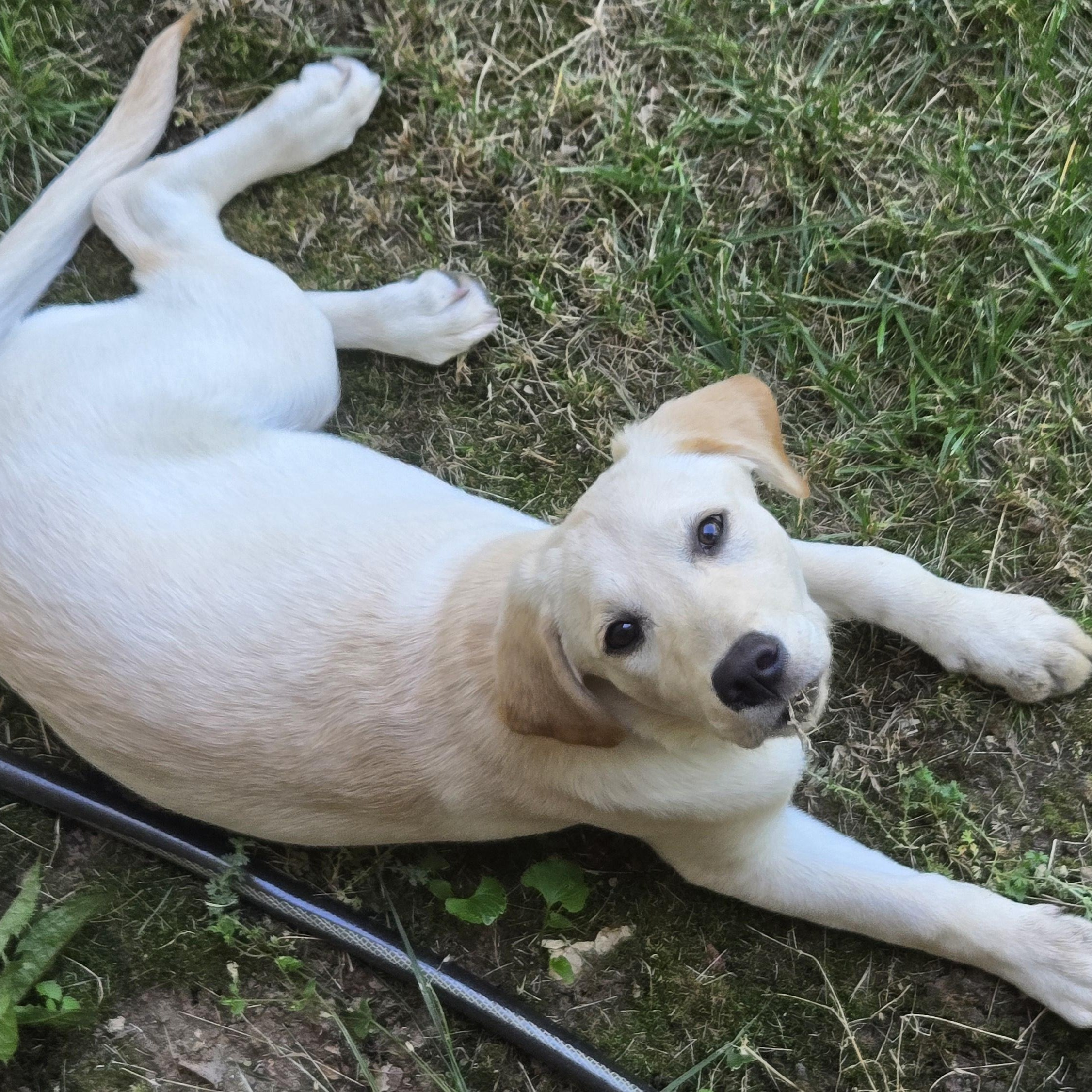 Sunflower (AKA Sunny), an adopted mixed breed in Springfield, MO image 4/6