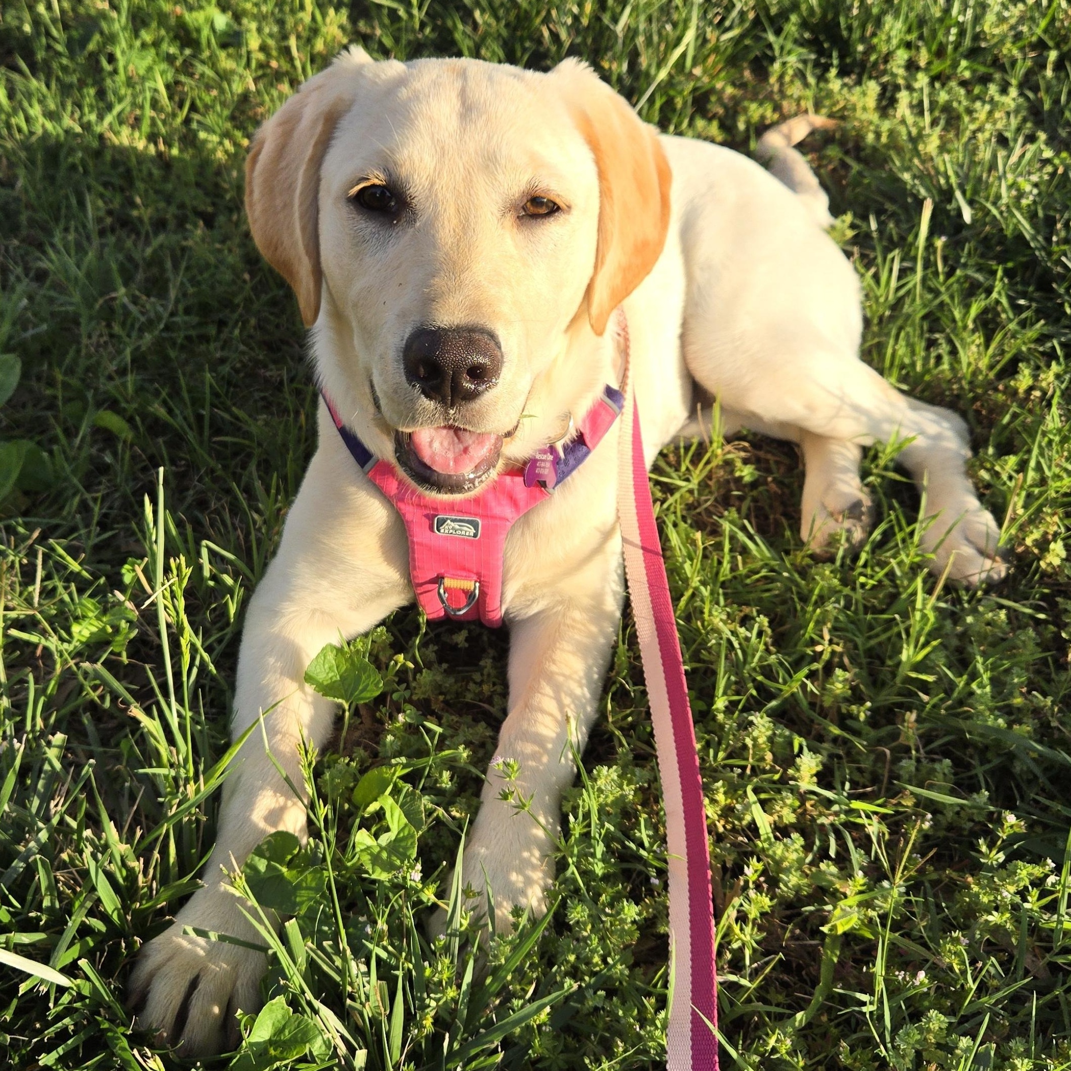 Sunflower (AKA Sunny), adopted, Puppy Female Yellow Labrador Retriever.