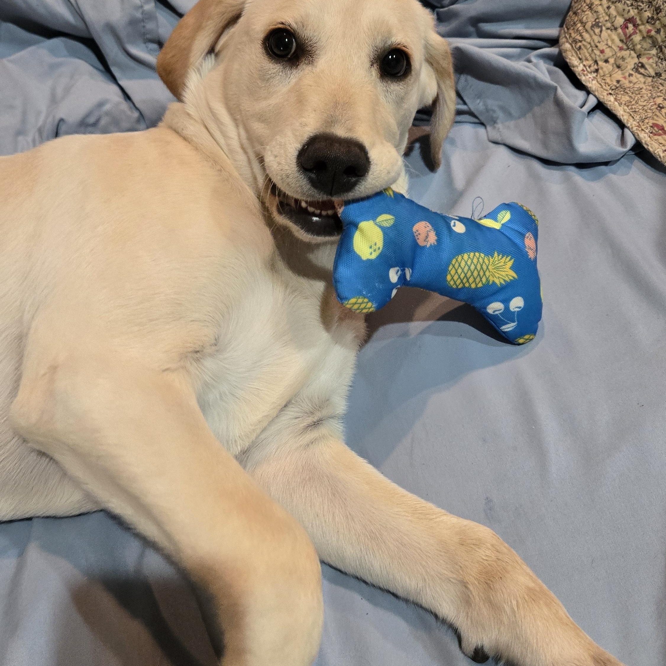 Sunflower (AKA Sunny), an adopted mixed breed in Springfield, MO image 3/6