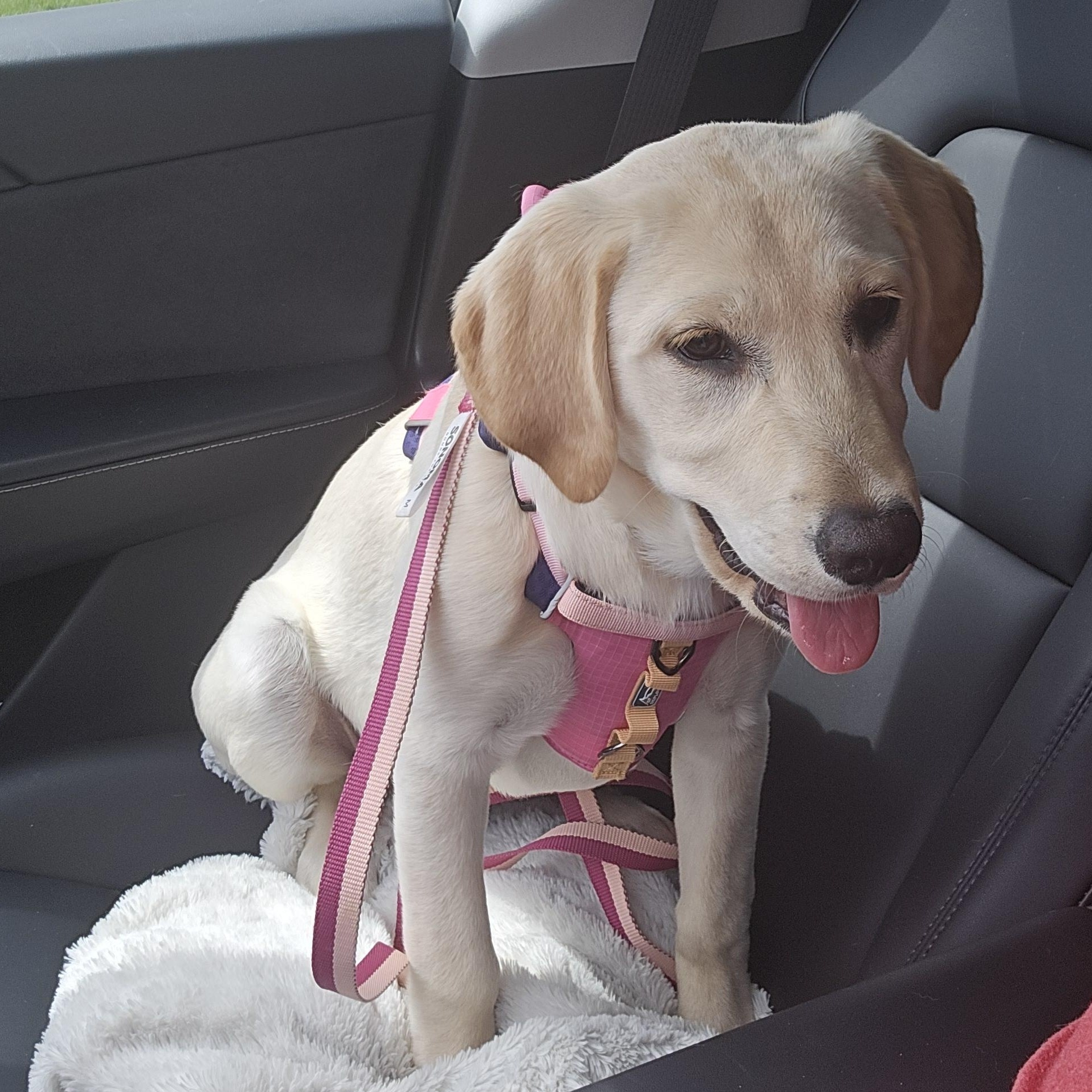 Sunflower (AKA Sunny), an adopted mixed breed in Springfield, MO image 6/6