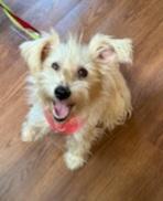 Enlarge Taffy ~ ADOPTED, a Adopted mixed breed in Chapel Hill, TN image 1/1