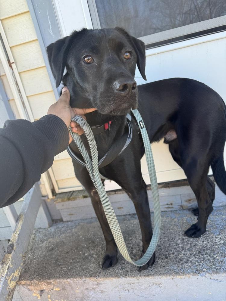 Blaize, Adoptable, Puppy Male Labrador Retriever & Chihuahua.