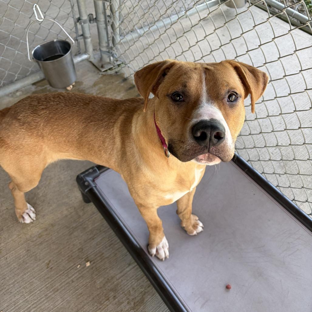Gordon Ramsey, Adoptable, Adult Male Mixed Breed.