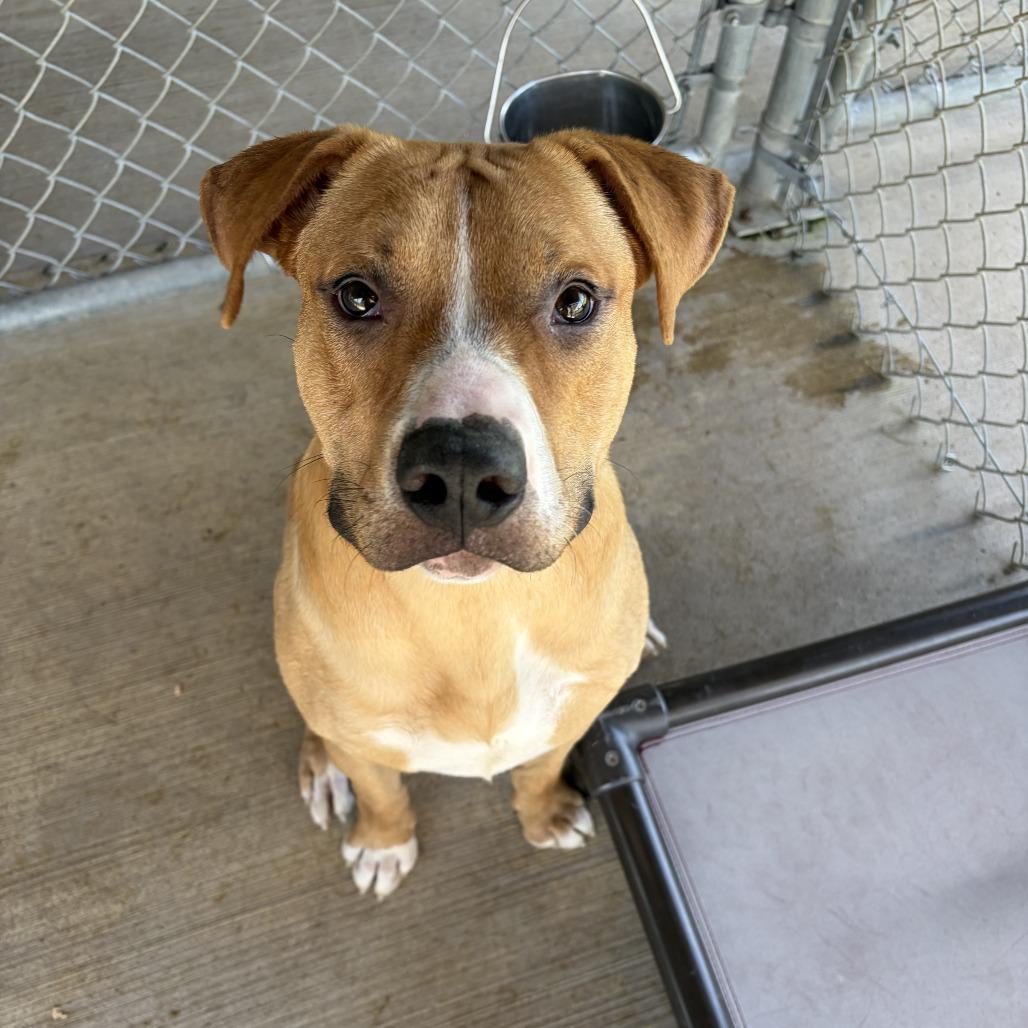 Enlarge Gordon Ramsey, a Adoptable Mixed Breed in Delaware, OH image 2/4