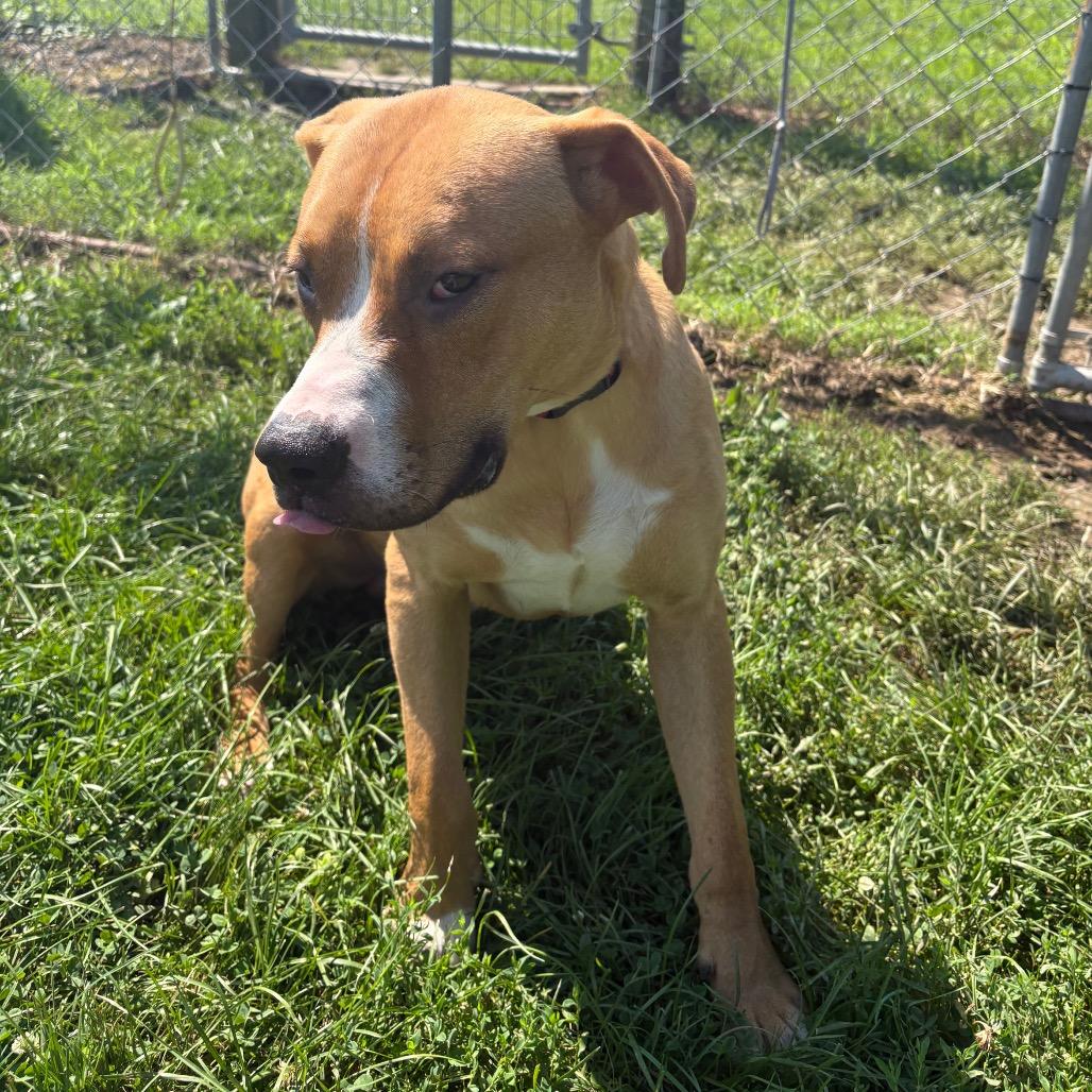 Enlarge Gordon Ramsey, a Adoptable Mixed Breed in Delaware, OH image 3/4