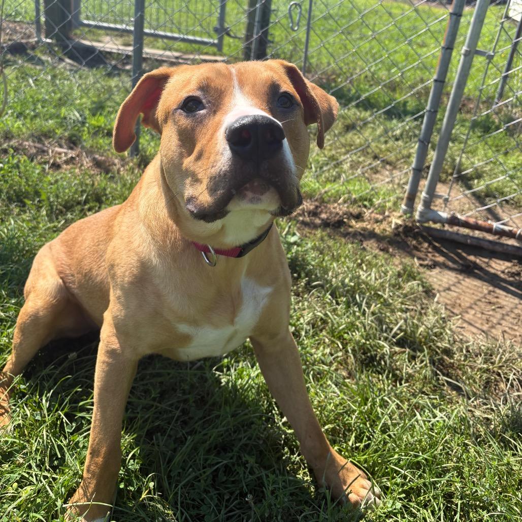 Enlarge Gordon Ramsey, a Adoptable Mixed Breed in Delaware, OH image 4/4
