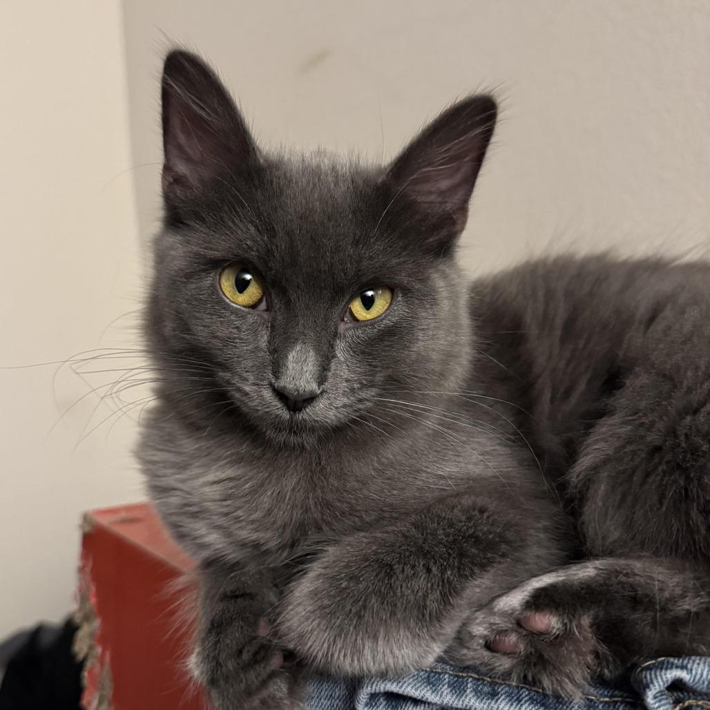 Crackers — thumbnail 3