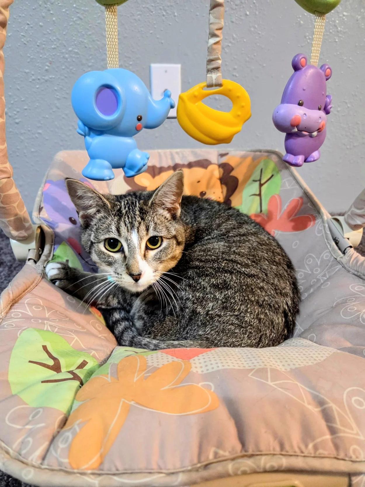 Rya, Adoptable, Adult Female Tabby.