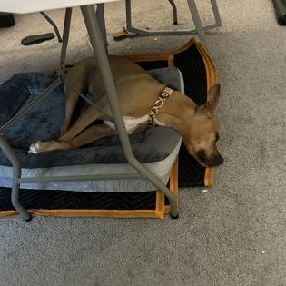 Hank, Adoptable, Senior Male Boxer.