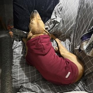 Enlarge Hank, a Adoptable mixed breed in Indianapolis, IN image 2/6