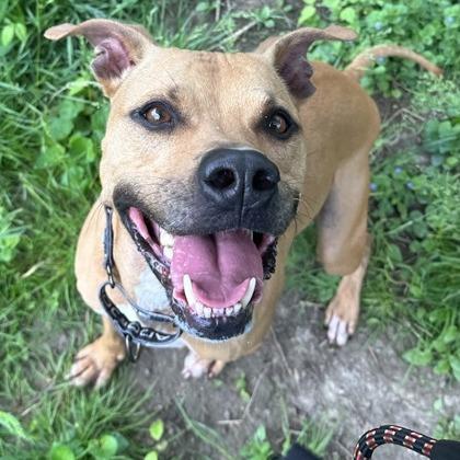 Enlarge Hank, a Adoptable mixed breed in Indianapolis, IN image 3/6