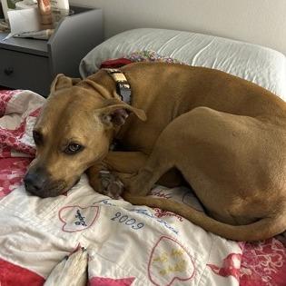 Enlarge Hank, a Adoptable mixed breed in Indianapolis, IN image 5/6