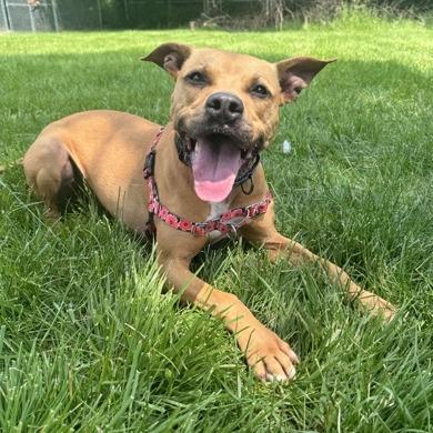 Enlarge Hank, a Adoptable mixed breed in Indianapolis, IN image 6/6
