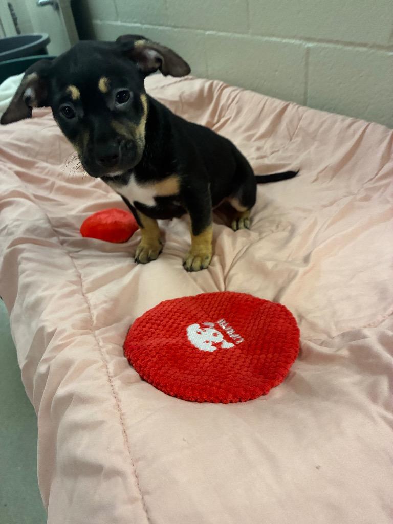 Enlarge Sage, a Adoptable mixed breed in Seguin, TX image 1/2