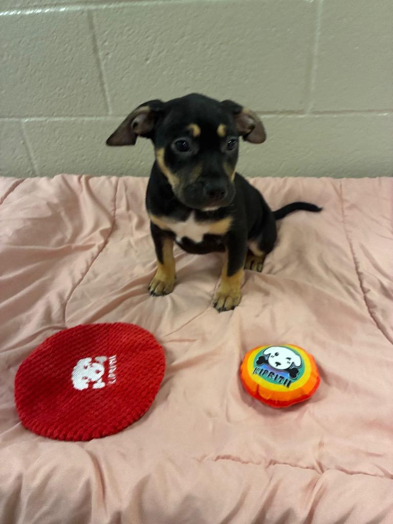 Enlarge Sage, a Adoptable mixed breed in Seguin, TX image 2/2