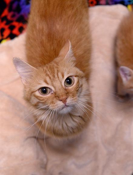 Enlarge Charli, an adopted mixed breed in Fort Leavenworth, KS image 2/5