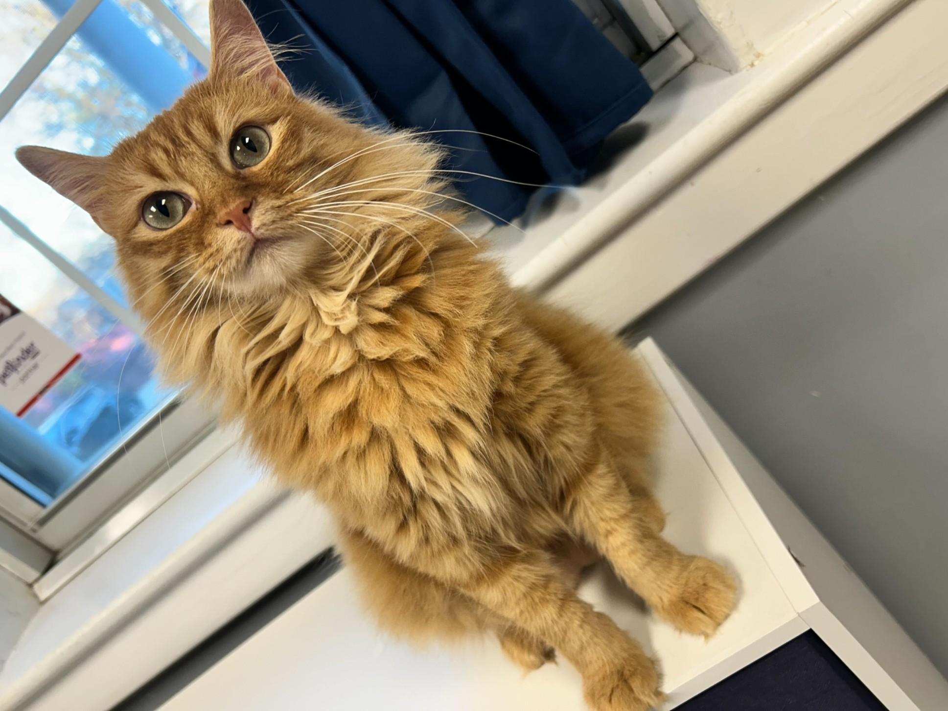 Enlarge Charli, an adopted mixed breed in Fort Leavenworth, KS image 5/5