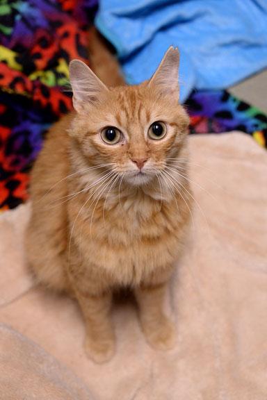 Enlarge Charli, an adopted mixed breed in Fort Leavenworth, KS image 3/5