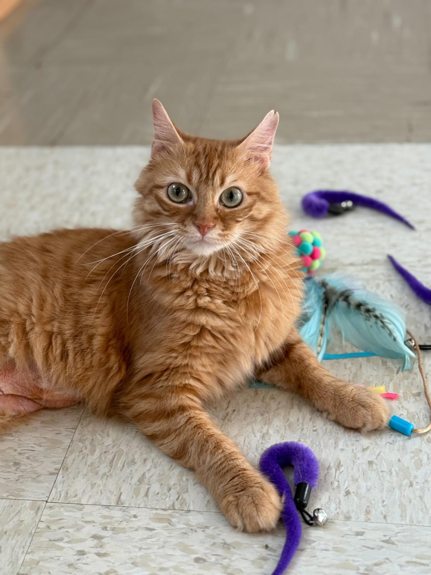 Enlarge Charli, an adopted mixed breed in Fort Leavenworth, KS image 4/5