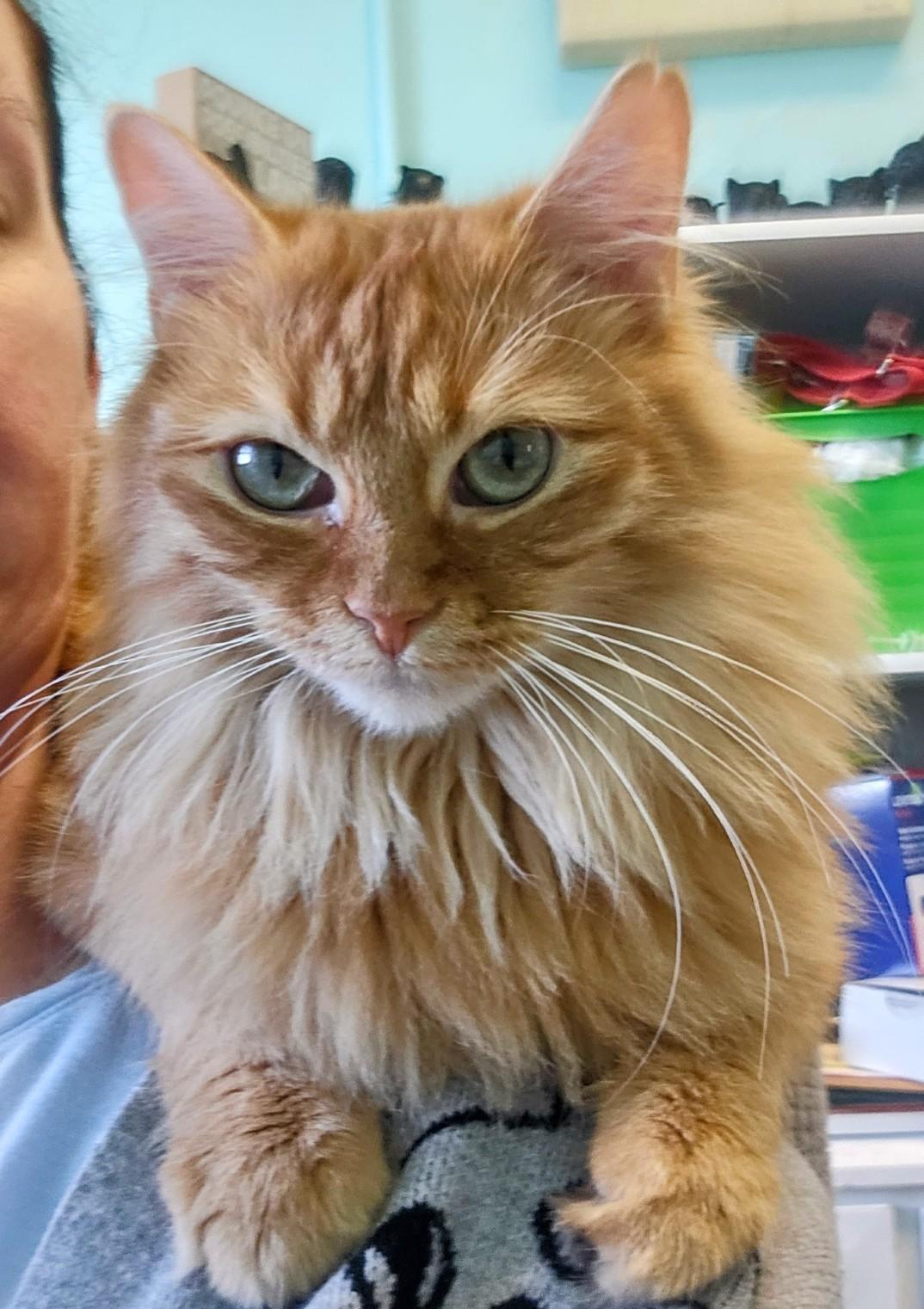 Enlarge Charli, an adopted mixed breed in Fort Leavenworth, KS image 1/5