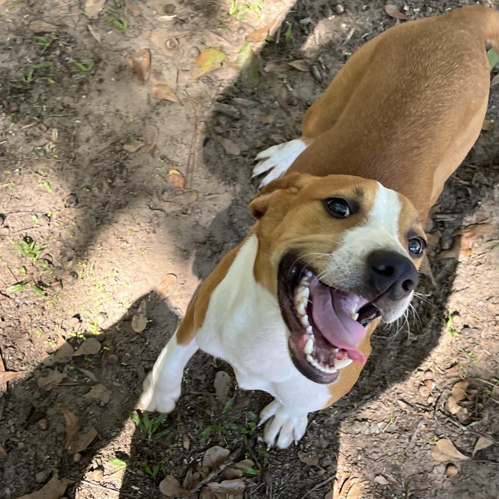 Enlarge Ron, a Adoptable mixed breed in Richmond Hill, GA image 3/4