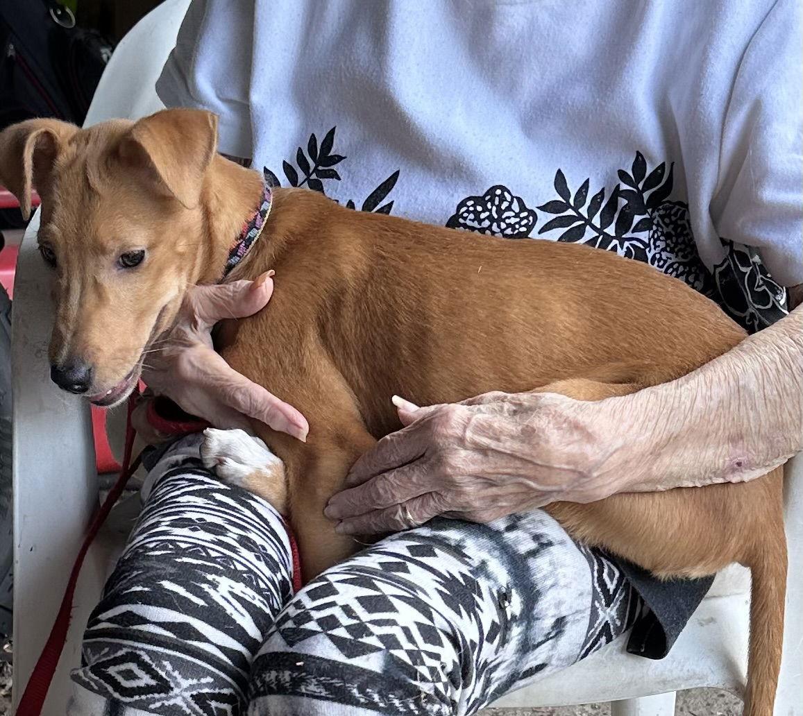 Zag, Adoptable, Young Female Carolina Dog.