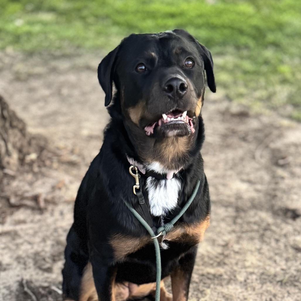 Enlarge True, a Adoptable mixed breed in San Antonio, TX image 2/3