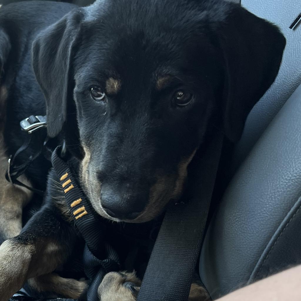 Enlarge True, a Adoptable mixed breed in San Antonio, TX image 3/3