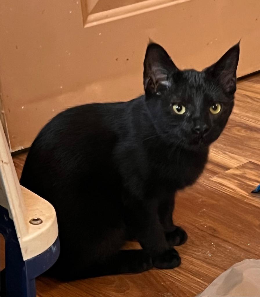 Staircase, Adoptable, Kitten Male Domestic Short Hair.