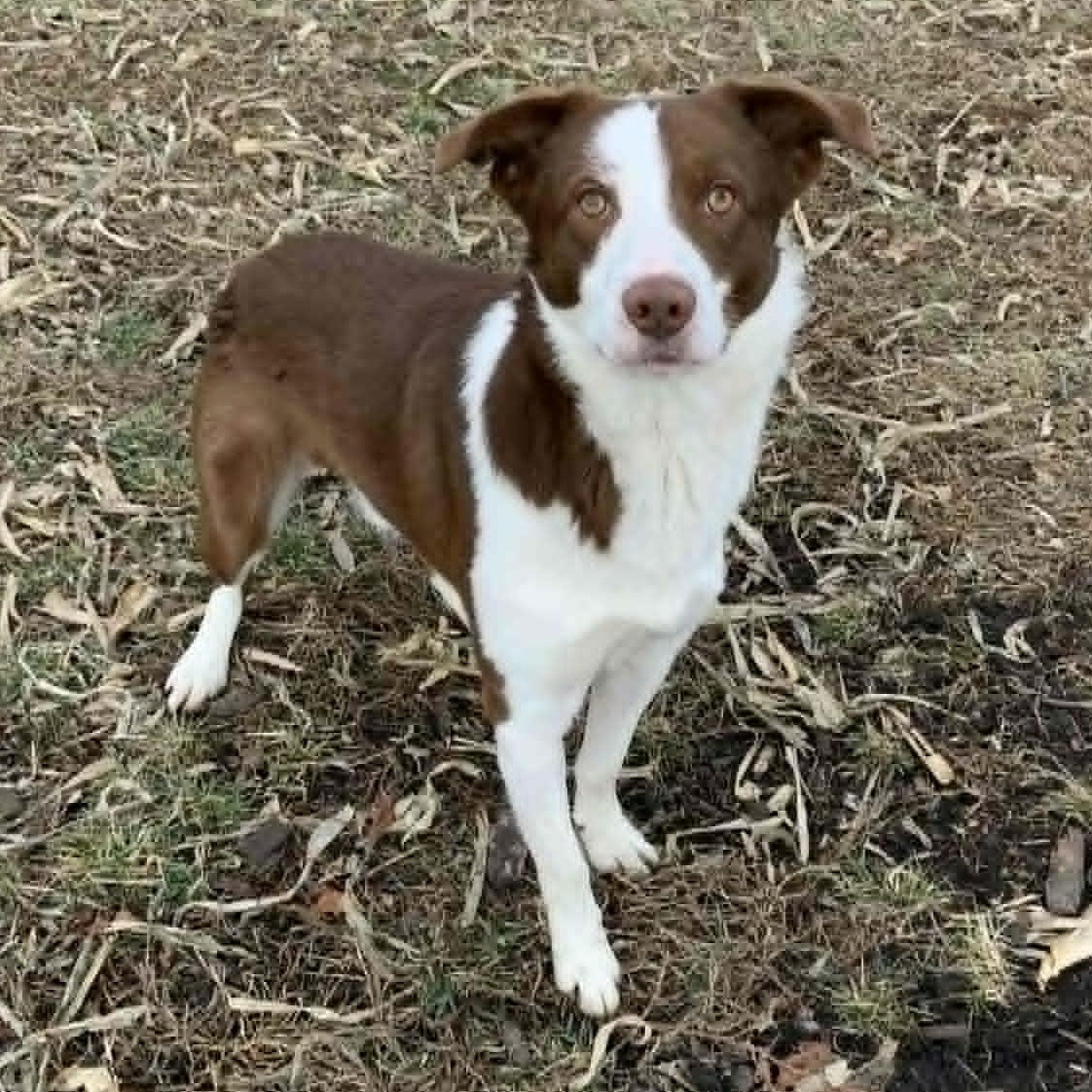 Ralphie, adopted, Adult Male Border Collie.